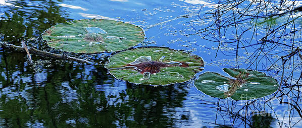 Lily Pad Art Print featuring the photograph Three Fading Lily Pads by Paul Mashburn
