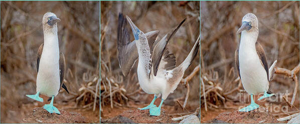 Blue Footed Booby Art Print featuring the photograph Footloose #1 by John Hartung