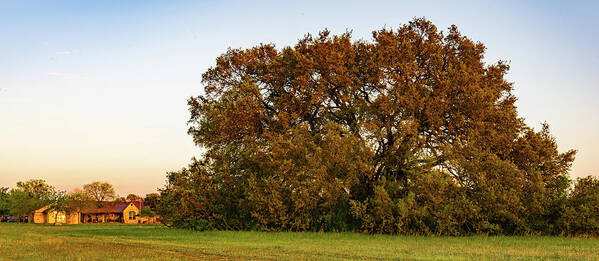 Bosque County Art Print featuring the photograph Texas Ranch Oak at Sunset by Ron Long Ltd Photography