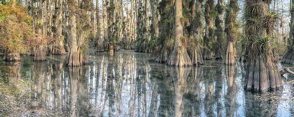 Big Cypress National Preserve Art Print featuring the photograph Cypress Dome Colors by Rudy Wilms