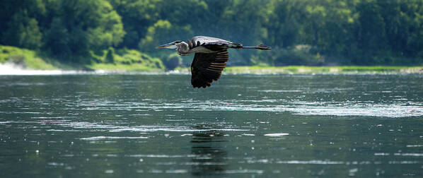 Great Blue Heron Art Print featuring the photograph Great Blue Heron Flying by Crystal Wightman