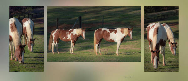 Horse Art Print featuring the photograph Paint horses by Phil And Karen Rispin