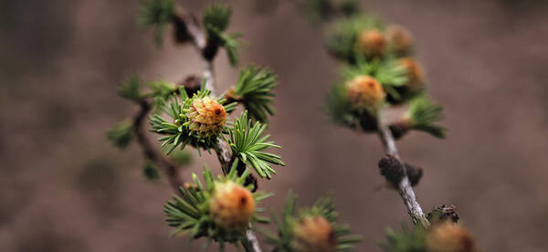 Tree Art Print featuring the photograph Pine cones by M Fotograaf