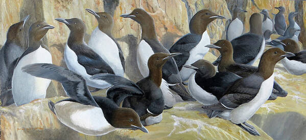 Thick-billed Murre Art Print featuring the painting Thick-billed Murres by Barry Kent MacKay