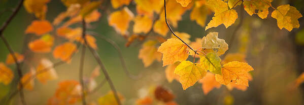 Autumn Art Print featuring the photograph Golden Fall Leaves by Joye Ardyn Durham