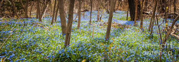 Flowers Art Print featuring the photograph Carpet of blue flowers in spring forest 3 by Elena Elisseeva