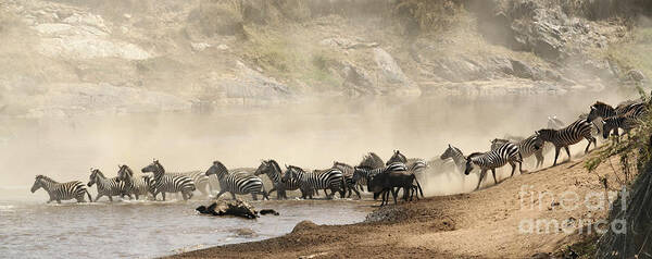Herd Art Print featuring the photograph Dusty Crossing by Liz Leyden