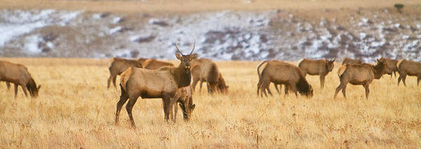 Elk Art Print featuring the photograph Elk Herd Colorado Foothills Plains Panorama by James BO Insogna