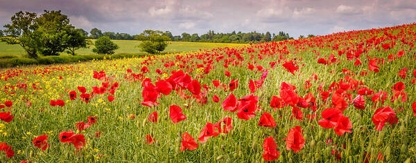 Red Art Print featuring the photograph Field of Poppies by Mark Llewellyn