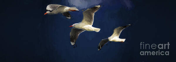 Silver Gulls In Flight Art Print featuring the photograph Gulls up the wall by Sheila Smart Fine Art Photography