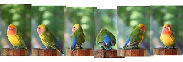 Lovebird Art Print featuring the photograph Photo shoot by Andrea Lazar
