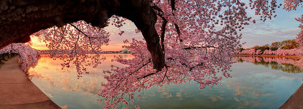 Metro Art Print featuring the photograph Pink Cherry Blossom Sunrise by Metro DC Photography