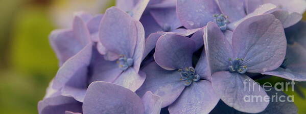 Flower Art Print featuring the photograph Purple Hydrangea by Amanda Mohler