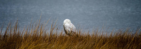 Snowy Owl Art Print featuring the photograph Snowy Owl Sitting by Crystal Wightman