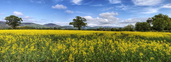 Sky Art Print featuring the photograph Summer Meadow by Ian Mitchell