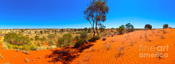 The Road To Uluru Outback Landscape Central Australia Australian Gum Tree Desert Arid Sand Dunes  Art Print featuring the photograph The Road to Uluru by Bill Robinson