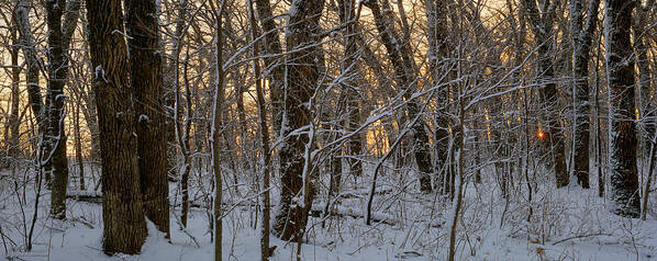 Winter Art Print featuring the photograph Winter Dawn by Bruce Morrison