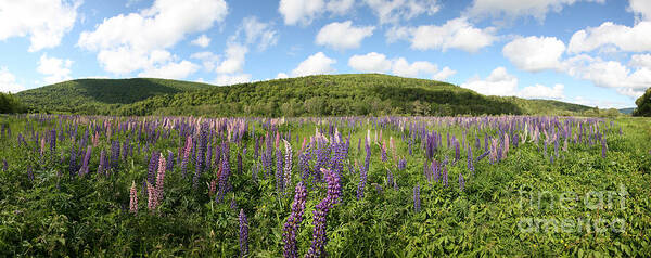 Nature Art Print featuring the photograph A Field Of Lupines by Ted Kinsman