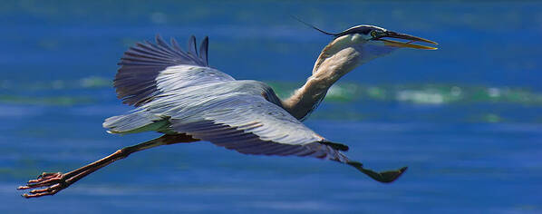 Great Blue Heron Art Print featuring the photograph Gliding Great Blue Heron by Sebastian Musial