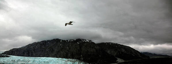 Alaska Art Print featuring the photograph Bird Over Glacier - Alaska #2 by Madeline Ellis