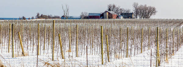 Grapevines Art Print featuring the photograph Vinyard on Down Road #1 by Roger Monahan