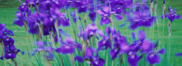 Photography Art Print featuring the photograph Close-up Of Purple Flowers #2 by Panoramic Images