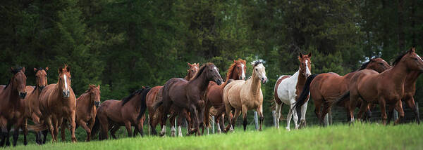 Horses Art Print featuring the photograph The Herd #2 by Ryan Courson