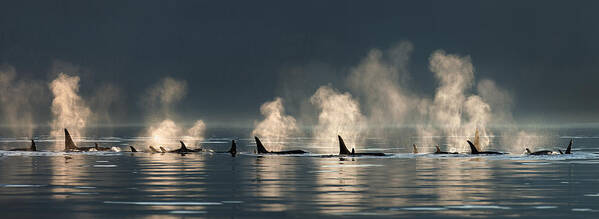 Southeast Alaska Art Print featuring the photograph A Group Of Orca Killer Whales Come by John Hyde