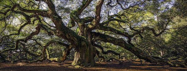 Alexandria Art Print featuring the photograph Angel Oak by Michael Donahue