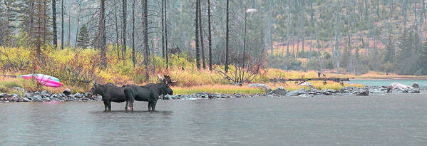East Rosebud Art Print featuring the photograph Bull and Cow Moose In East Rosebud Lake Montana by Gary Beeler