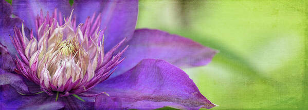 Clematis Art Print featuring the photograph Clematis by Rebecca Cozart