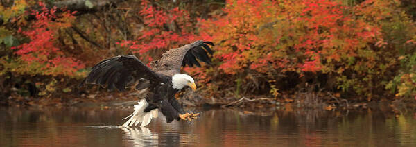 Eagle Art Print featuring the photograph Eagle Fishing Panorama by Duane Cross