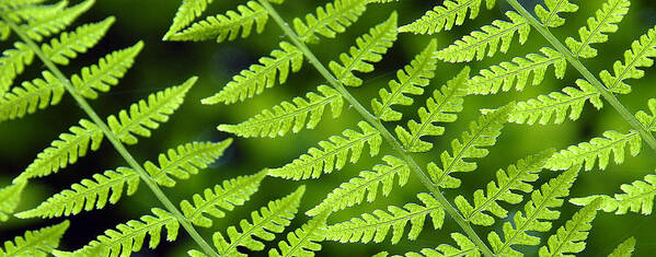 Fern Art Print featuring the photograph Fern Branches by Ted Keller