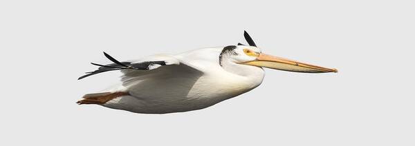 American White Pelican Art Print featuring the photograph Isolated Pelican 2016-1 by Thomas Young