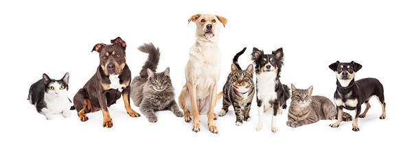 Animal Art Print featuring the photograph Large Group of Cats and Dogs Together by Good Focused