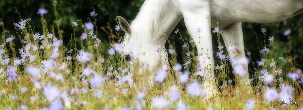 Flatlandsfoto Art Print featuring the photograph Lavender Dreams by Joan Davis