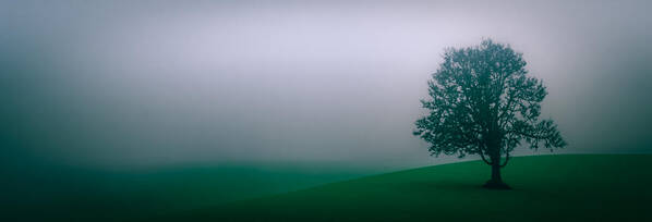 Oregon Art Print featuring the photograph Lonely Tree in the Fog by Don Schwartz