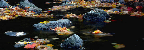 Landscape Art Print featuring the photograph Maple leaves-0008 by Sean Shaw