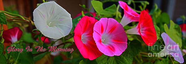 Morning Glories Art Print featuring the photograph Morning Glory Banner by Barbara Dean