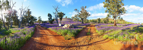 Salvation Jane Pattersons Curse Willow Springs Station Flinders Ranges Wild Flowers Fork In The Road Dirt Trakcs Ausralia South Australian Landscape Landscapes Pano Panorama Panoramic Art Print featuring the photograph Roads to Salvation Jane by Bill Robinson