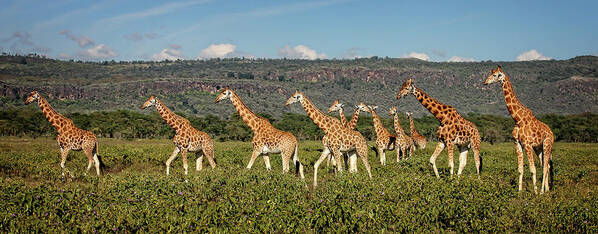 Giraffes Art Print featuring the photograph Rothschild Giraffes on the march by Steven Upton