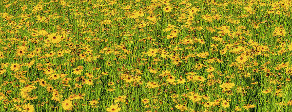 227950 Art Print featuring the photograph View Of Wildflowers Florida Tickseed #2 by Panoramic Images
