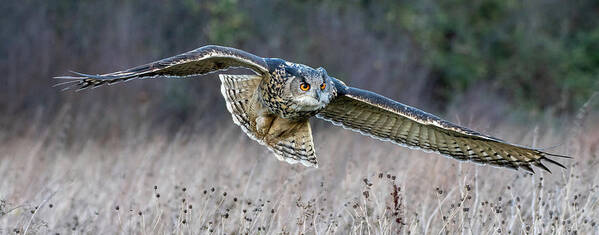 Owl Art Print featuring the photograph Eagle Owl Gliding by Mark Hunter