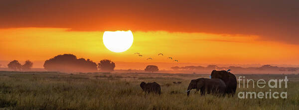 Amboseli Art Print featuring the photograph Elephants at sunrise in Amboseli, Horizonal Banner by Jane Rix