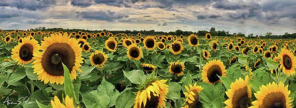 Sunflower Art Print featuring the photograph Following the Sun by Andrea Platt