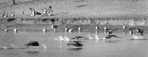Richard E. Porter Art Print featuring the photograph Geese Taking Off - Duck Pond, Plainview, Texas by Richard Porter