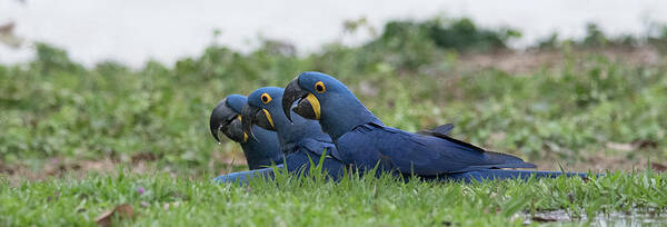 Hyacinth Art Print featuring the photograph Hyacinth Macaws Drinking by Patrick Nowotny
