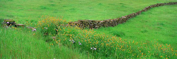 Scenics Art Print featuring the photograph Meadow With Stone Wall And Wildflowers by Mint Images - David Schultz