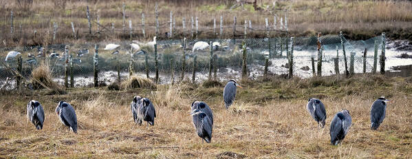 Great Blue Herons Art Print featuring the photograph 10 Herons - Qualicum Beach by Peggy Collins