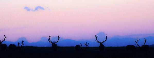 Bull Elk Art Print featuring the photograph Bull Elk At Sundown by Gary Beeler